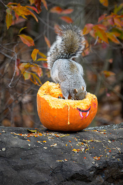 istock Eastern Gray Squirrel Eating Pumpkin Seeds, Autumn Fall Forest Wildlife Scene 2247834646