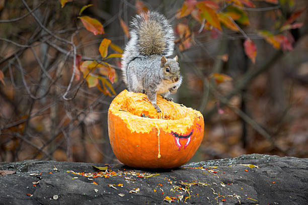 istock Eastern Gray Squirrel Eating Pumpkin Seeds, Autumn Fall Forest Wildlife Scene 2247834651