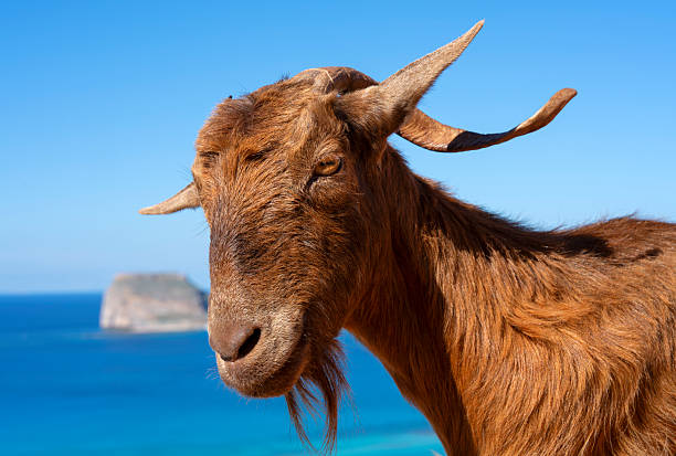 goat at Balos lagoon, Crete, Greece
