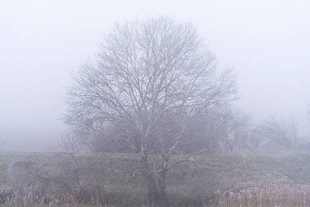 istock Leafless white poplar (Populus Alba) on a stream bank in winter fog 2247837633