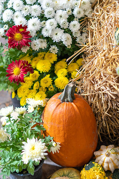 istock Autumn pumpkin with colorful chrysanthemums 2247837636