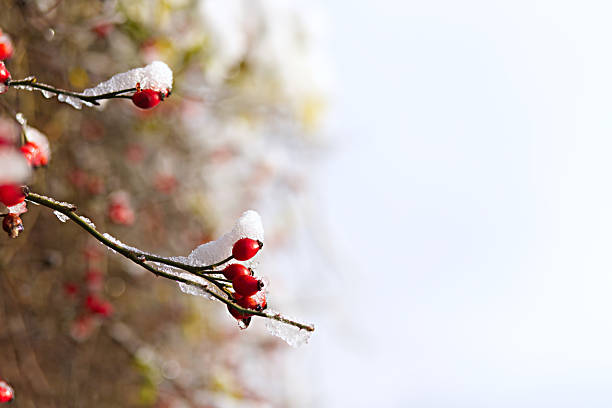 Frozen winter berries on a bush in nature