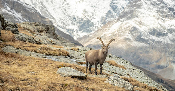 istock Ibex Looks At Camera While Standing On Rock Outcropping 2247837942
