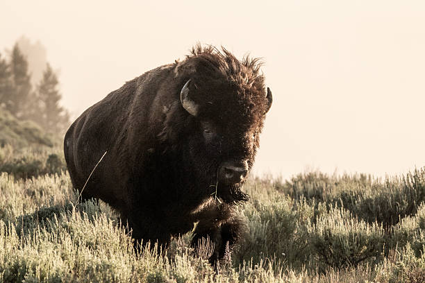istock Male Bison Runs Through Sage Brush From Grazing Grizzly Bear 2247838005