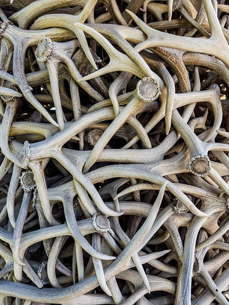 istock Tangle of Antlers on Park Wall 2247838885