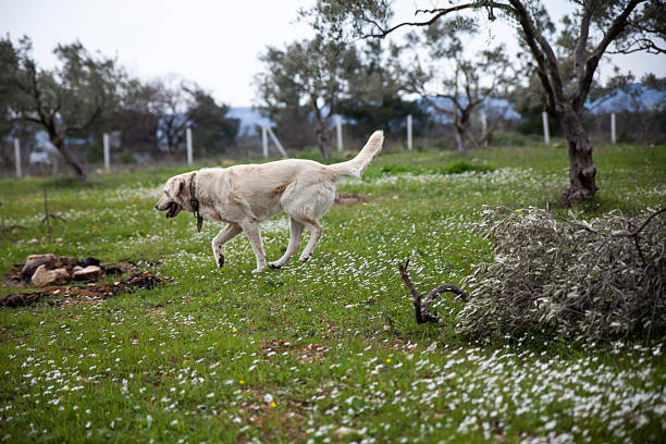 The dogs happily running on the grassland are in the setting sun.