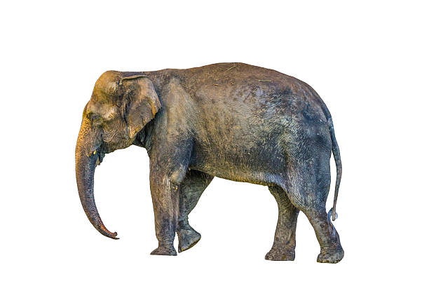 Young female Asian elephant isolated on white background, also known as the Asiatic elephant, is the only living Elephas species. It is the largest living land animal in Asia
