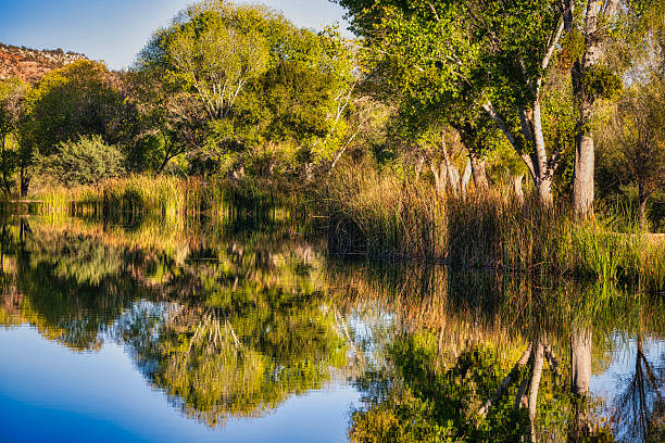 A beautiful pond surrounded by large green trees and cattails at Dead Horse State Park near Cottonwood, Arizona