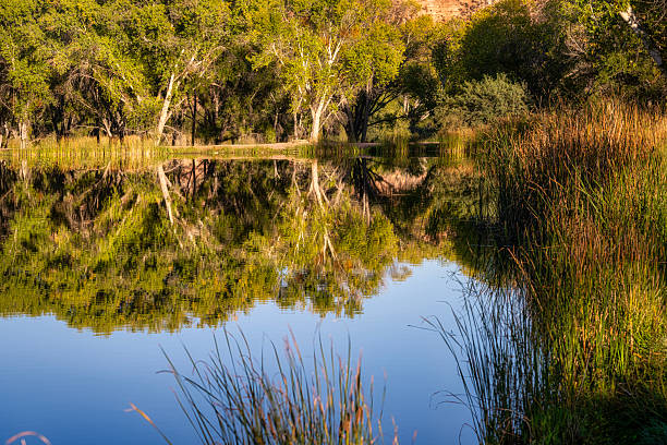 istock A pond surrounded by trees and cat tails 2247843081
