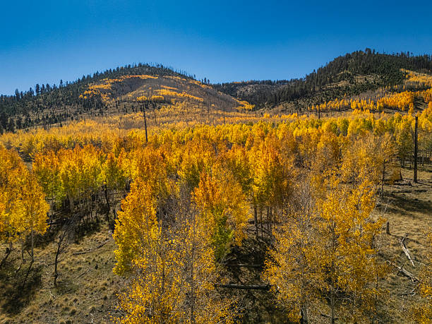 istock Autumn Aspen in Arizona 2247843109