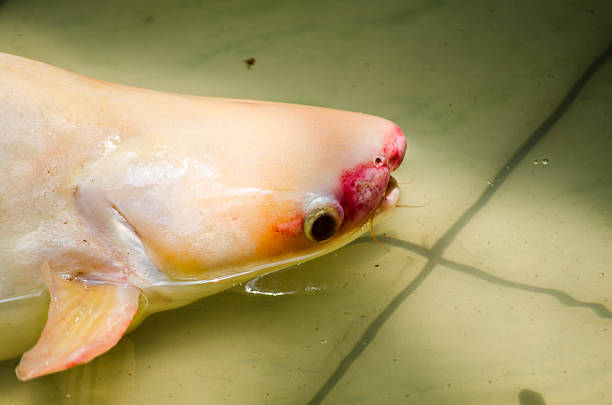 slice raw  Rohu fish isolated on background,.