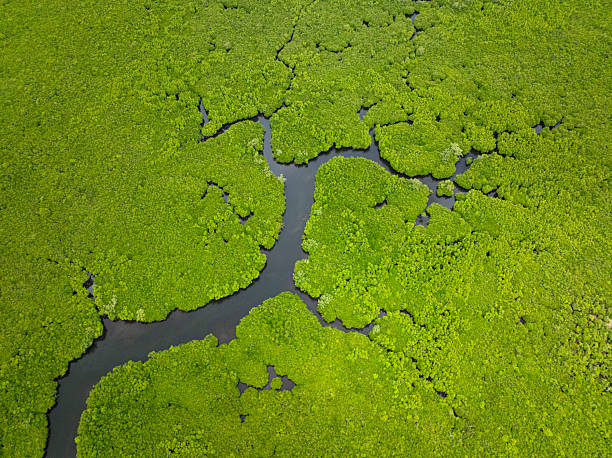 istock Mangrove forest with narrow winding river channel. Siargao, Philippines. 2247844870