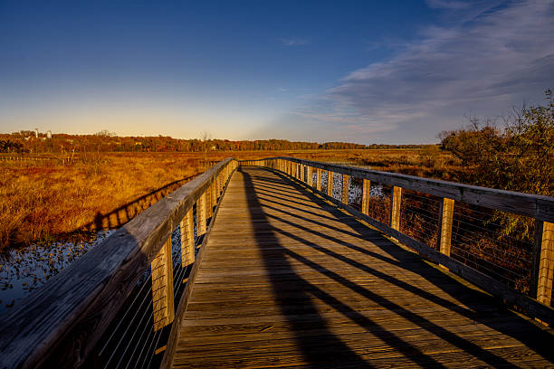 istock Neabsco Boardwalk at Prince William county, Virginia 2247845856