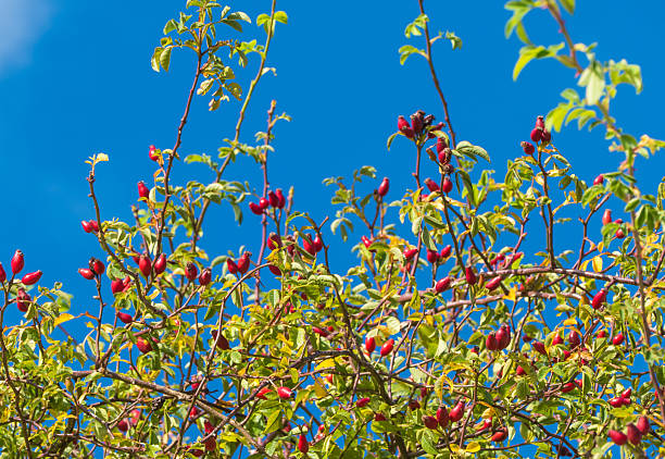 Wild Fruits and Plants Autumn