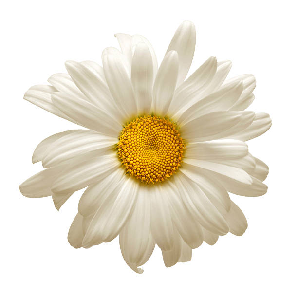 One white daisy flower isolated on white background. Flat lay, top view. Floral pattern, object