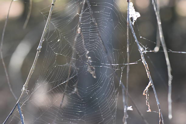 istock spider web in the pine forest, close-up of spider web 2247847254