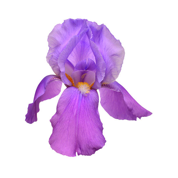 istock Blooming iris flower isolated on white background. Summer. Spring. Flat lay, top view. Love. Valentine's Day 2247848534