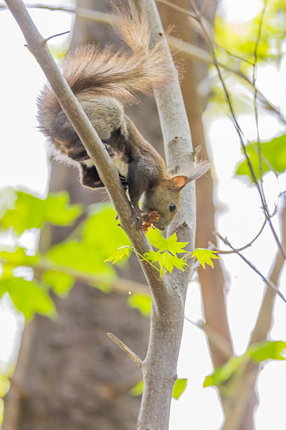 Hokkaido squirrel in a park