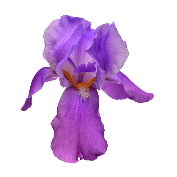 istock Blooming violet iris flower isolated on white background. Summer. Spring. Flat lay, top view. Floral pattern. Love. Valentine's Day 2247848996