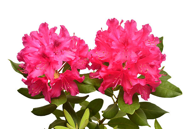 istock Pink flower of rhododendron bush isolated on white background. Flat lay, top view. Object, studio, floral pattern 2247849030