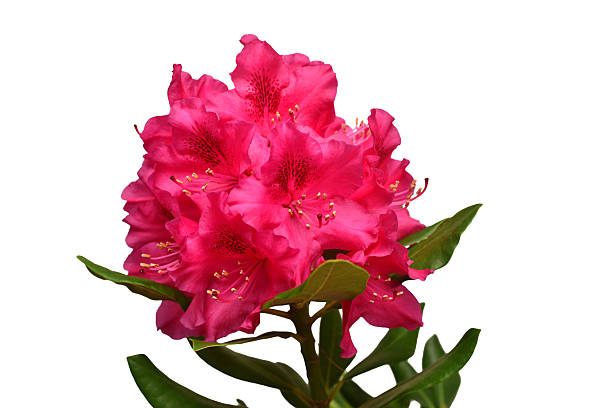 istock Pink flower of rhododendron bush isolated on white background. Flat lay, top view. Object, studio, floral pattern 2247849056