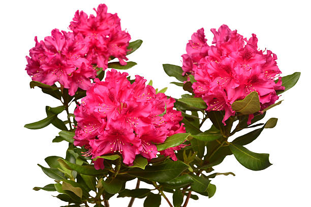 istock Pink flower of rhododendron bush isolated on white background. Flat lay, top view. Object, studio, floral pattern 2247849094