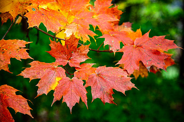 istock Colorful maple leaves in fall display in Connecticut forest 2247849798