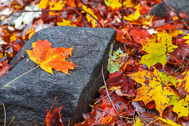 Fallen leaves in vibrant reds, yellows, and oranges cover rocks in a scenic Connecticut setting, celebrating the beauty of autumn.
