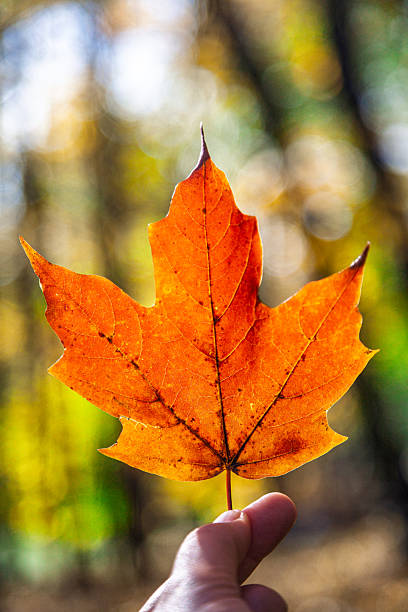 istock Holding a vibrant maple leaf in autumn, Connecticut 2247850015
