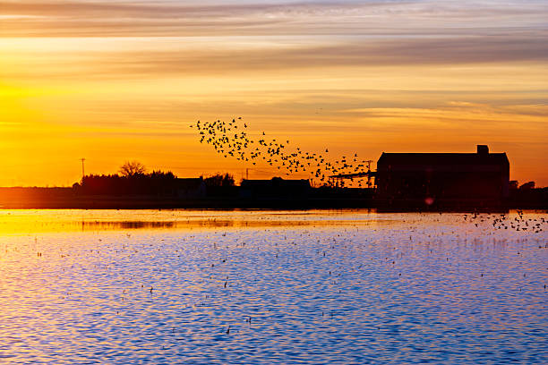 Gulls soar above the flooded rice fields of Isla Mayor at sunset, with vibrant colors reflecting in the water and distant buildings silhouetted.