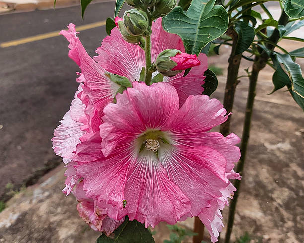 It is a dicotyledonous ornamental plant belonging to the Malvaceae family, the same family as hibiscus and cotton.It is native to Asia and Europe and can grow up to 1.8 to 2.4 meters tall.The flowers bloom in mid-summer and come in various colors, including pink, red, yellow, white, and lavender.Historically, the plant has been used in traditional medicine to treat various conditions, such as respiratory problems.
