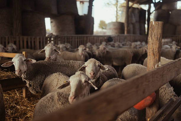 A flock of sheep inside a rustic barn on a sheep farm with wooden fences and natural light coming through openings. The scene shows sheep closely gathered in a warm, sheltered environment