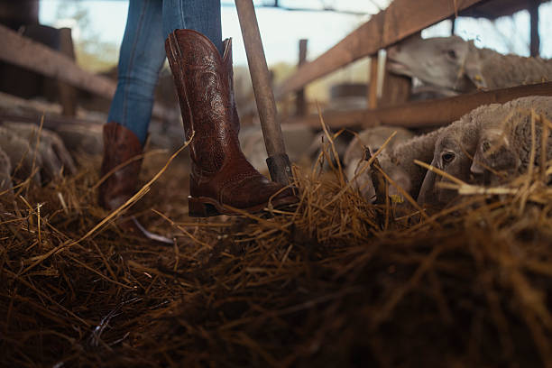 Close-up of a person wearing brown boots and jeans feeding sheep inside a rustic farm barn with straw bedding and wooden fencing during daytime