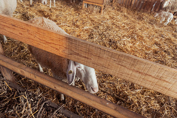 A white sheep with wool covering its body stands behind a wooden fence in a straw-covered rustic farm enclosure. The setting is outdoors with a natural farm environment and other sheep visible in the background