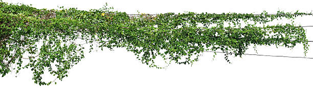 istock vine plant climbing isolated on white background. Clipping path 2247851670