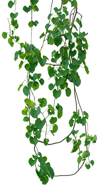 istock vine plant climbing isolated on white background. Clipping path 2247851717