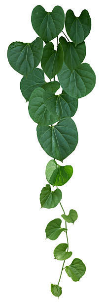 istock vine plant climbing isolated on white background. Clipping path 2247851756