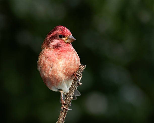 A male purple finch displaying on a branch at the begining of the autumn