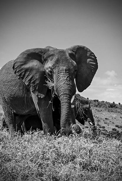 istock Elephant eating grass in the african savanna with blue sky 2247852404