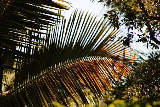 Palm leaves illuminated by sunlight, with other foliage around
