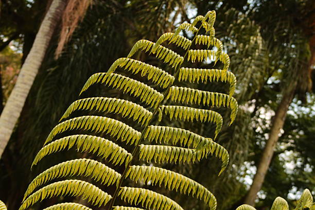 Frond of a silver fern