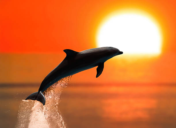 Dolphin leaping dynamically from the ocean, creating a striking silhouette against a vibrant orange and yellow sunset, symbolizing freedom, grace, and wild marine life in nature's beauty