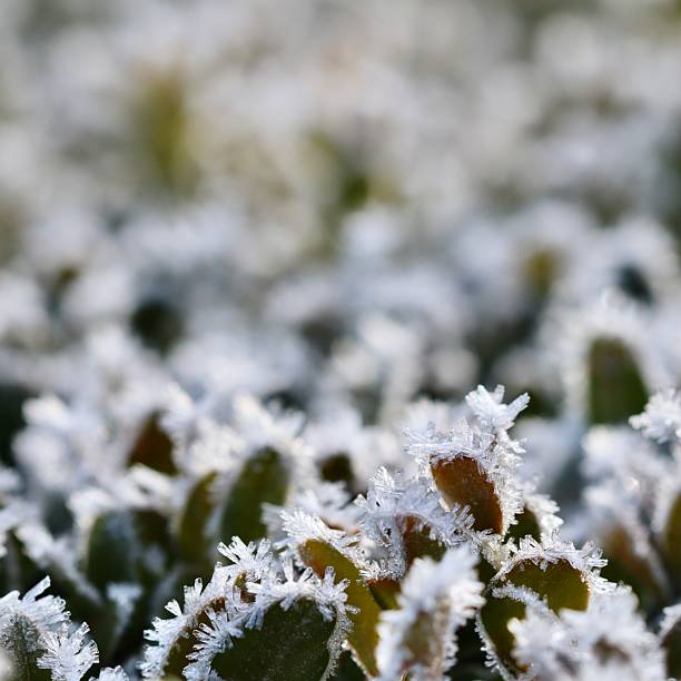 Hoarfrost creating delicate ice crystals on green garden leaves, forming a beautiful winter macro close up background