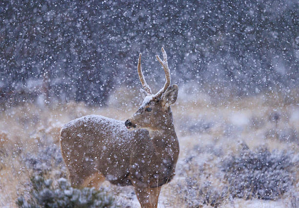 istock Mule Deer Buck in a Winter Blizzard 2247856861