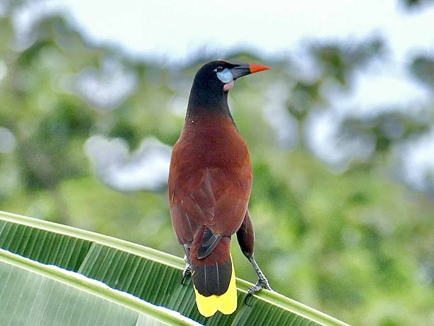 istock Montezuma Oropendola Bird Perched in Costa Rica 2247858237