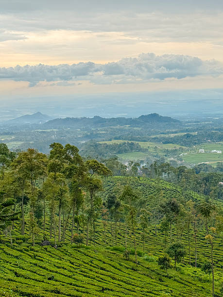 istock Tea Plantation Atmosphere in Jamus, Ngawi, East Java, Indonesia – Overcast and Drizzling at Noon 2247858577