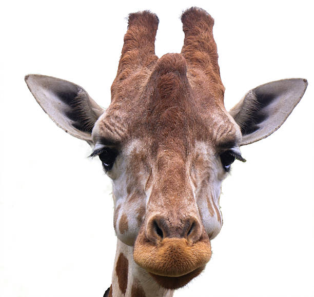 istock Closeup of a Giraffe 2247858908