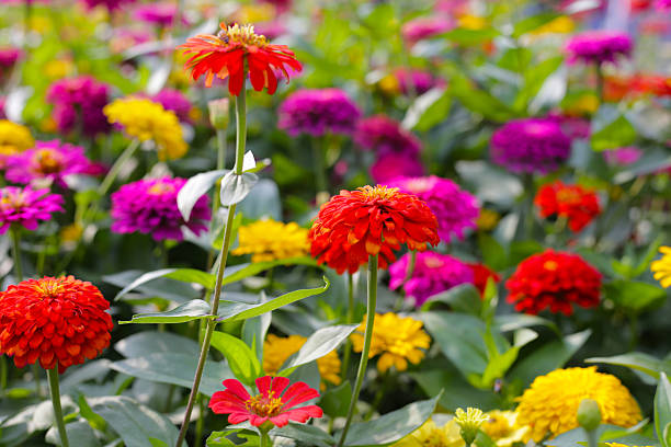 istock A vibrant zinnia garden in full bloom 2247859017