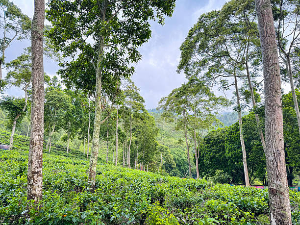 Tea Plantation Atmosphere in Jamus, Ngawi, East Java, Indonesia – Overcast and Drizzling at Noon