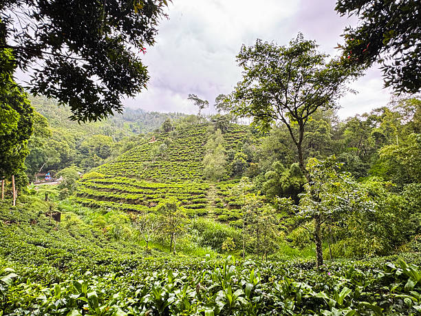 Tea Plantation Atmosphere in Jamus, Ngawi, East Java, Indonesia – Overcast and Drizzling at Noon